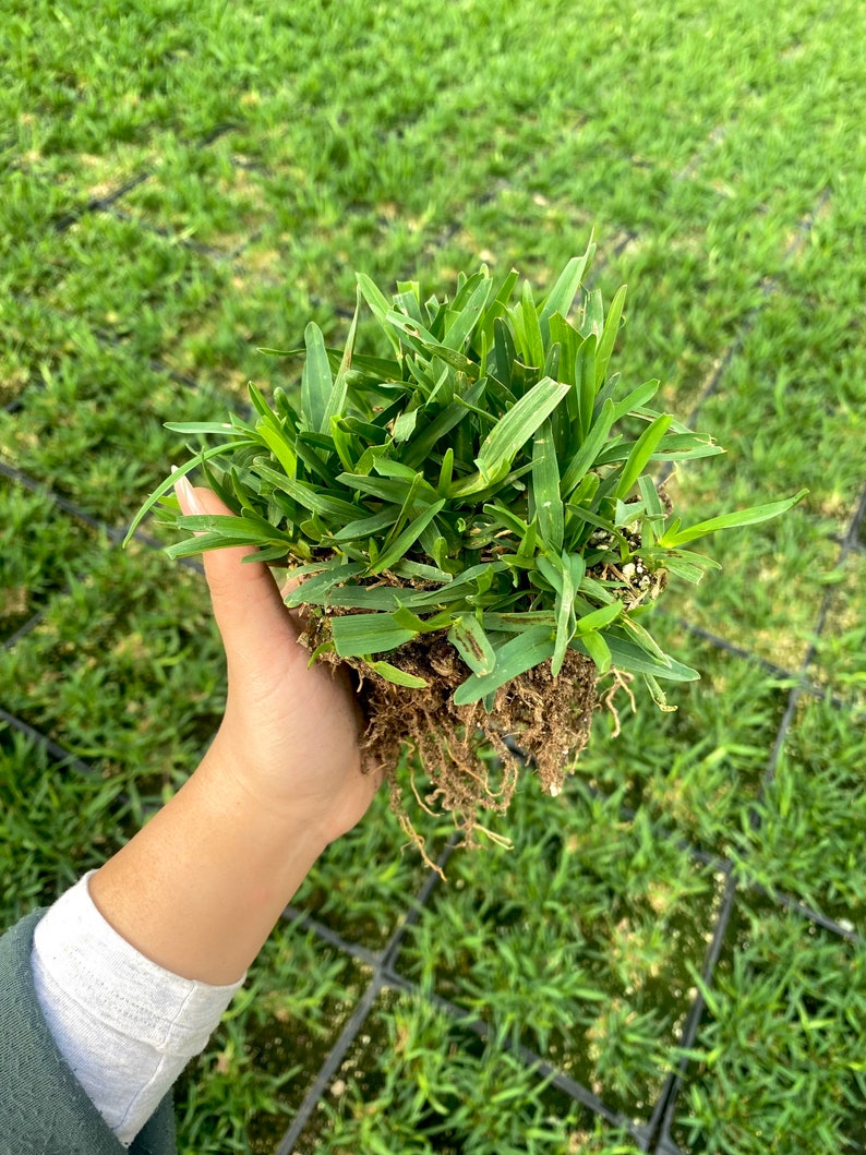 St Augustine Grass BAREROOT Drought and Shade Tolerant image 5