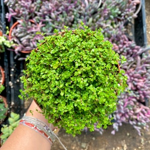 4" Baby Tears - Soleirolia Soleirolii - Live Plant - Fully Rooted