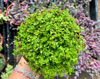 4" Baby Tears - Soleirolia Soleirolii - Live Plant - Fully Rooted