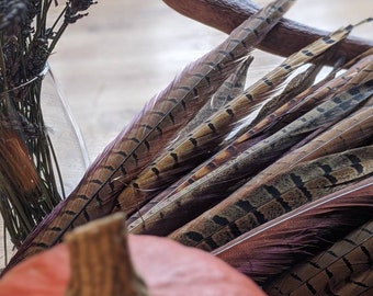 Single Pheasant Tail Feathers 30-45 cm