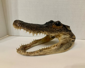 Authentieke Alligator Schedel - Vintage Taxidermie Collectible