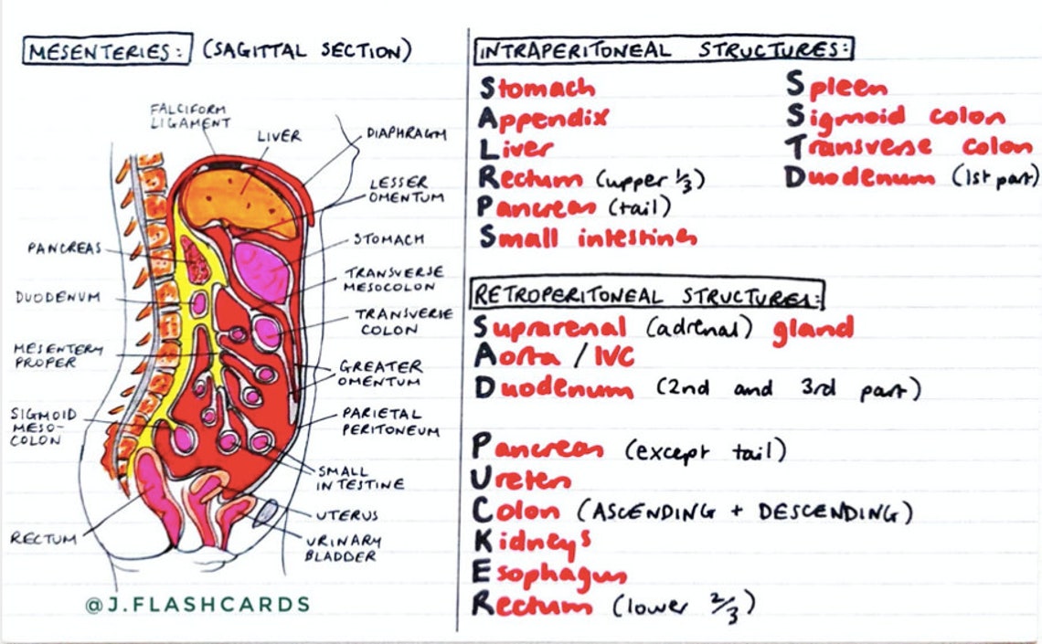 GI Anatomy Flashcards PDF Etsy