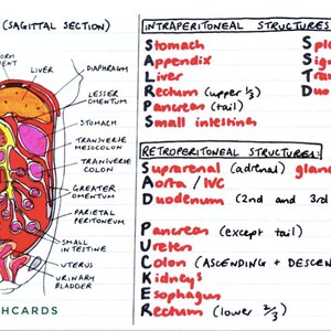 GI Anatomy Flashcards (PDF)