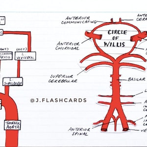 Stroke & TIA Flashcards (PDF)