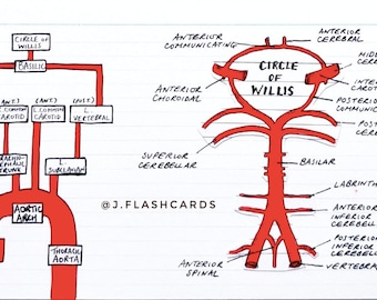 Stroke & TIA Flashcards (PDF)