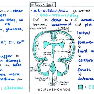 Neurology 2 Flashcards (PDF)