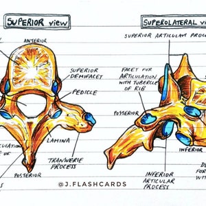 Bone Anatomy Flashcards (PDF)