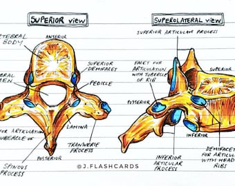 Bone Anatomy Flashcards (PDF)