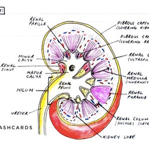 Renal & Urology Overview Flashcards (PDF)