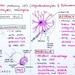 Neuroanatomy 1 Flashcards (PDF) - Etsy