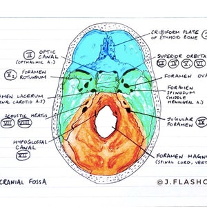 Neuroanatomy 1 Flashcards (PDF)