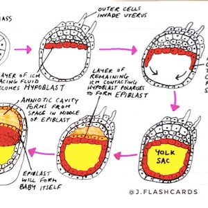 Embryology Flashcards (PDF)