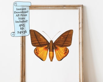 Watercolor Moth Printable wall art - Butterfly painting, Animal Wall Art  - Downloadable print