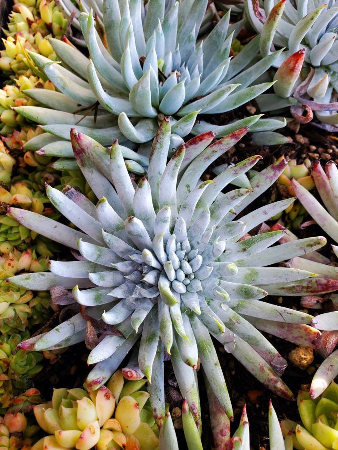 Rare Succulents Dudleya Nubigena Etsy