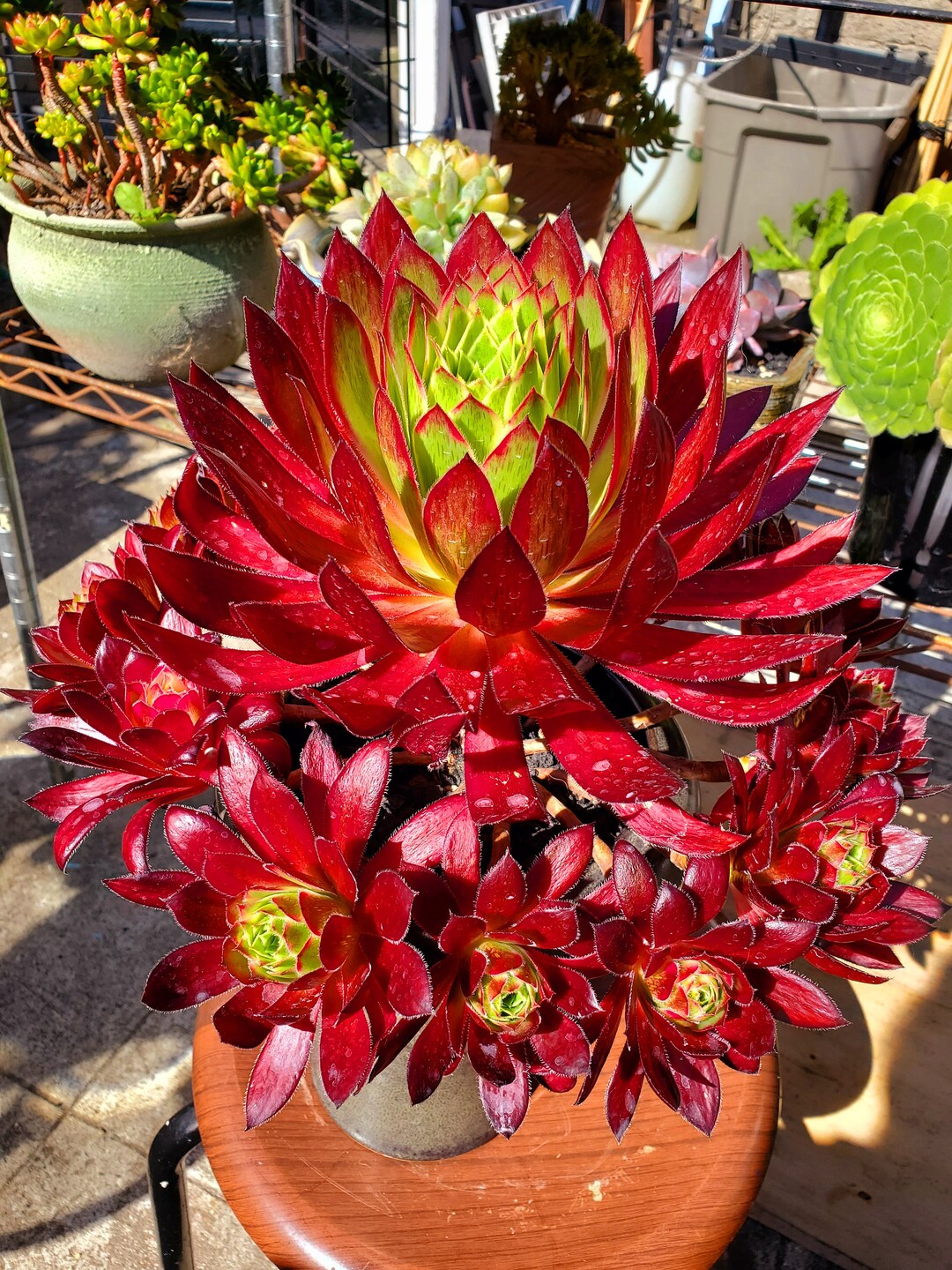 Rare Succulent | Aeonium phoenix variegated single cutting 3&quot;
