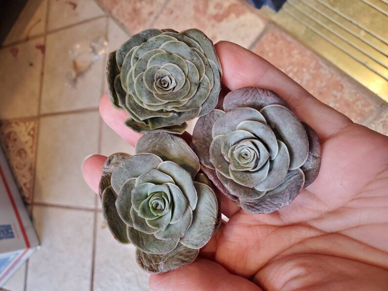 Greenovia Aurea Ex El Hierro Etsy