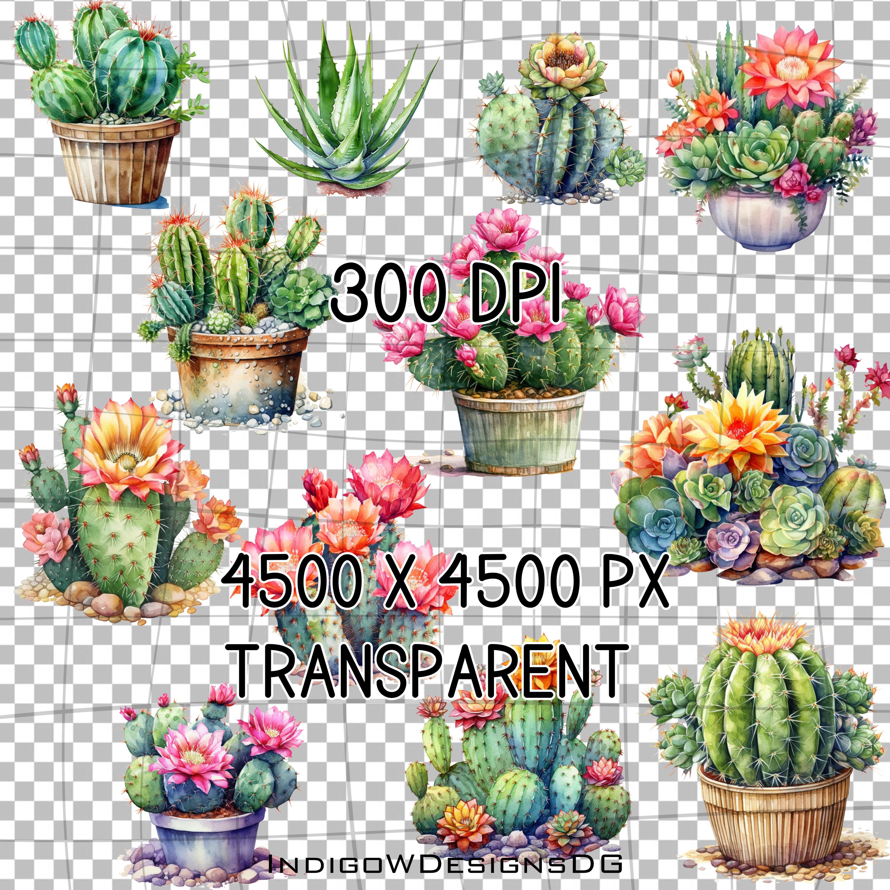 Watercolor Cactus Clip Art / PNG / Succulent / Desert / Cacti ...