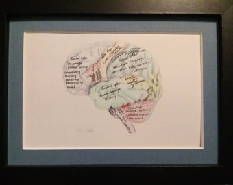 Framed anatomical drawing of the brain