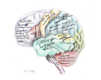 A4 anatomical brain drawing print