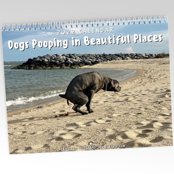 Sea Dogs 2022 Schedule Dogs Pooping In Beautiful Places 2022 Calendar Funny | Etsy Uk