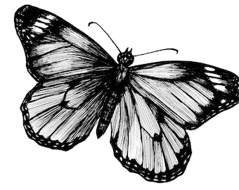 Farfalla Arte Stampa, Farfalla Arte, Farfalla Schizzo, Disegno Farfalla, Ritratto di Farfalla, Ritratto Animale, Disegno Insetto, Bugs, 8.5 x 11
