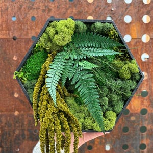 May include: A hexagonal black frame filled with various shades of green moss, ferns, and other greenery. The arrangement includes a large, vibrant green fern in the center, with trailing, yellow-green plant elements cascading downwards. The overall effect is a natural, textured display.