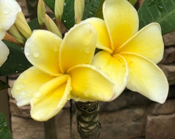 Luxurious Aztec Gold Plumeria Frangipani Cuttings 8-12"