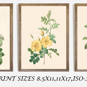 Vintage Gallery Wall Set of 3, Gallery Print Set, Eclectic Gallery Set, Printa ble, Vintage Wall Art Set, Printable Antique Prints Digital