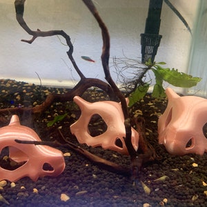 May include: Three pink ceramic dinosaur skull decorations in an aquarium tank. The skulls are hollow and have a shiny finish. The tank is filled with gravel and has a piece of driftwood and a plant.