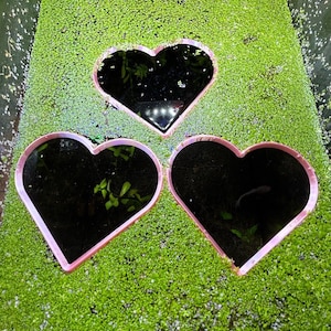 3 Pack **LARGE** Heart Themed Floating Fish Feeder, Food separator, Custom designs, Plant ring, Aquarium tool **NEW!!**
