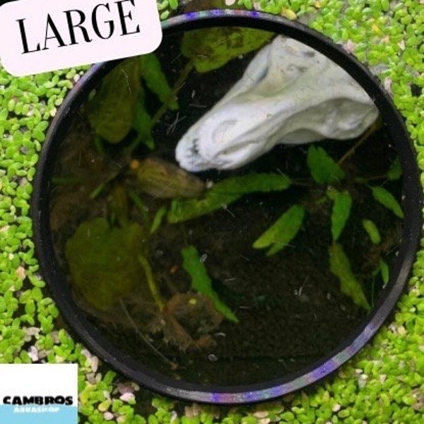 Floating Fish Feeder Circle, Food separator, Portal, Corrall, Plant ring, Aquarium tool **Custom Design**