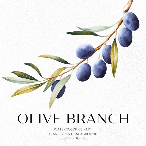 Olive branch clipart. Olive tree PNG. Greenery clipart. Olive graphics. Hand-painted watercolor clipart. Digital download. Commercial use.