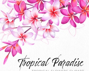 Watercolor tropical flowers clipart. Pink plumeria flowers PNG. Exotic plants clipart. Frangipani clipart. Commercial use.