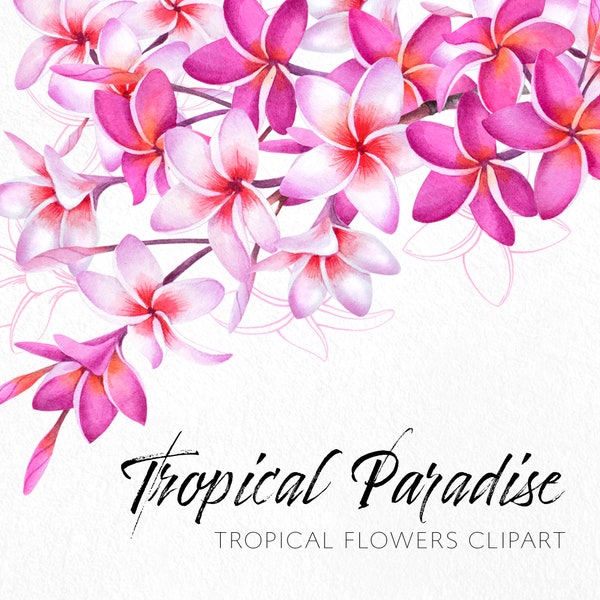 Watercolor tropical flowers clipart. Pink plumeria flowers PNG. Exotic plants clipart. Frangipani clipart. Commercial use.