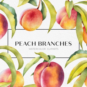 Peach clipart. Peach tree branch clipart. Fruit PNG. Hand-painted watercolor clipart. Digital download. Commercial use.