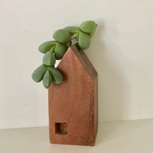 Succulent Cutting : Lapidaria Margaretae