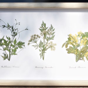 Herbarium Real Dried Natural Herbal plants standing/hanging Frame, Dried flower wall art frame, Gift for Natural Lover, birthday gift