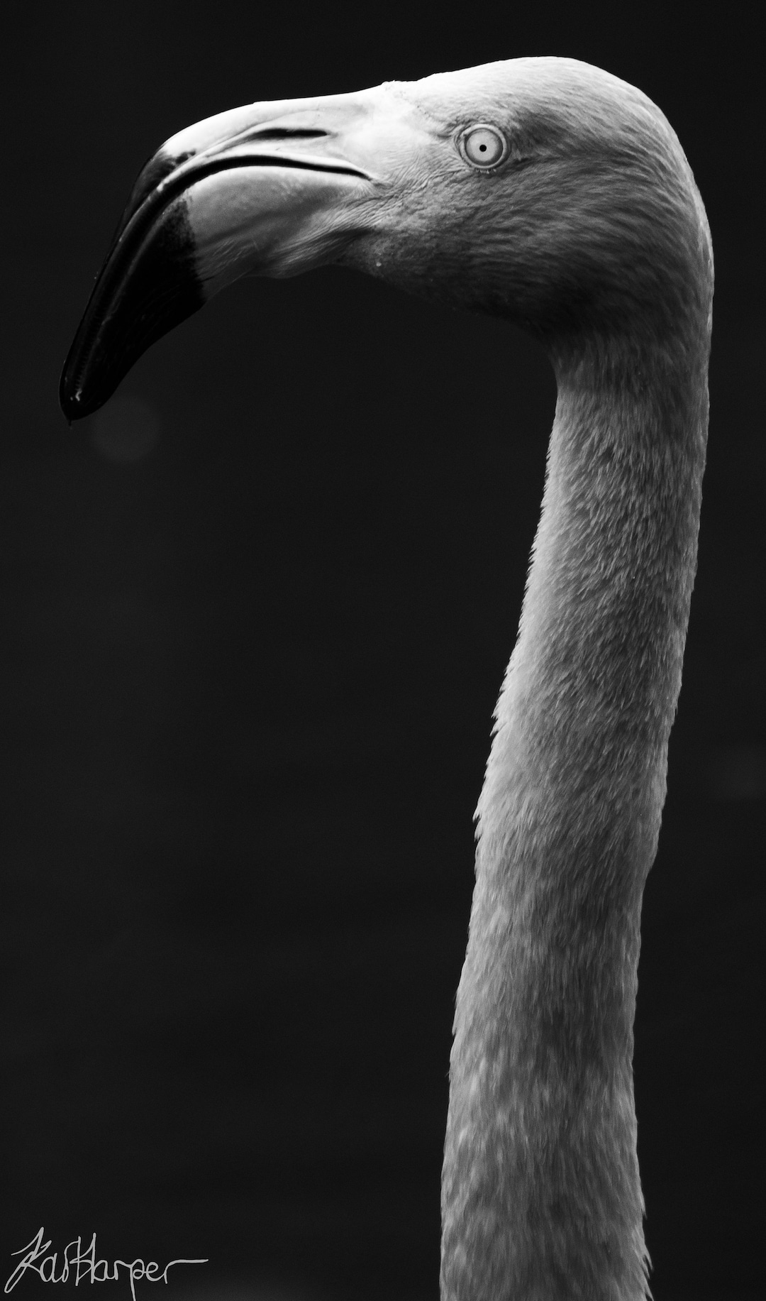 Flamingo Portrait Fine Art Print - Etsy Denmark