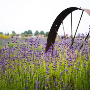 Lavender field, purple & green spring color, Landscape Photography, digital download