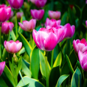 Purple Tulip flower Digital photo, Tulip lover, wall decor, canvas or poster print, Housewarming & Birthday gift, instant download.