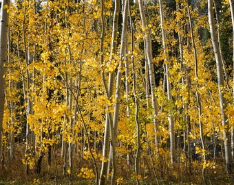 Golden Aspen trees, Aspen Colorado, fall colors,
