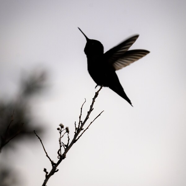 Hummingbird Silhouette Photo, Wildlife Bird Photography, Art Print, Digital Download, Wall Art, Home Deco.