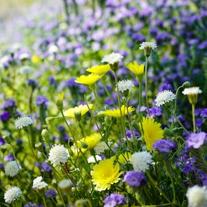 Wild Flowers at Anza Borrego State Park, Super Bloom spring 2019, Desert Nature, Digital Download.