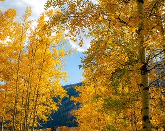 Herfstseizoen in Aspen, Gele Aspen bomen, Herfst landschap Kleuren, Colorado Nature, Digital Download