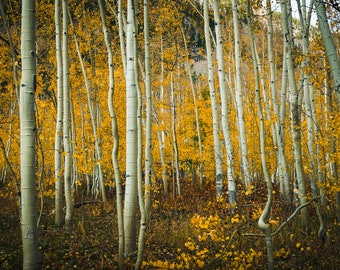 Aspen Trees, Aspen Colorado, herfstkleuren, herfstseizoen, Herfstlandschap, Digitaal Downloaden, Wall Art Decor