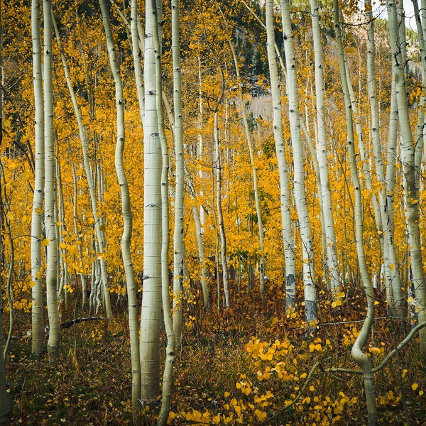 Aspen Trees, Aspen Colorado, fall colors, Autumn season, Fall Landscape, Digital Download, Wall Art Decor