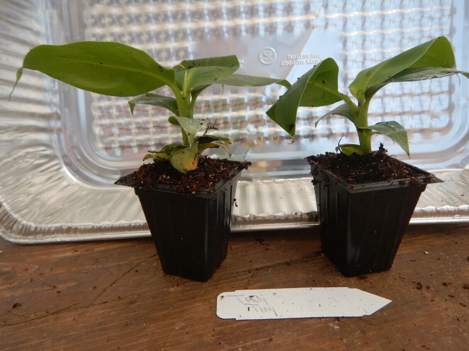 Musa TRULY TINY Live Banana TreeShips in PotUSA Seller Etsy