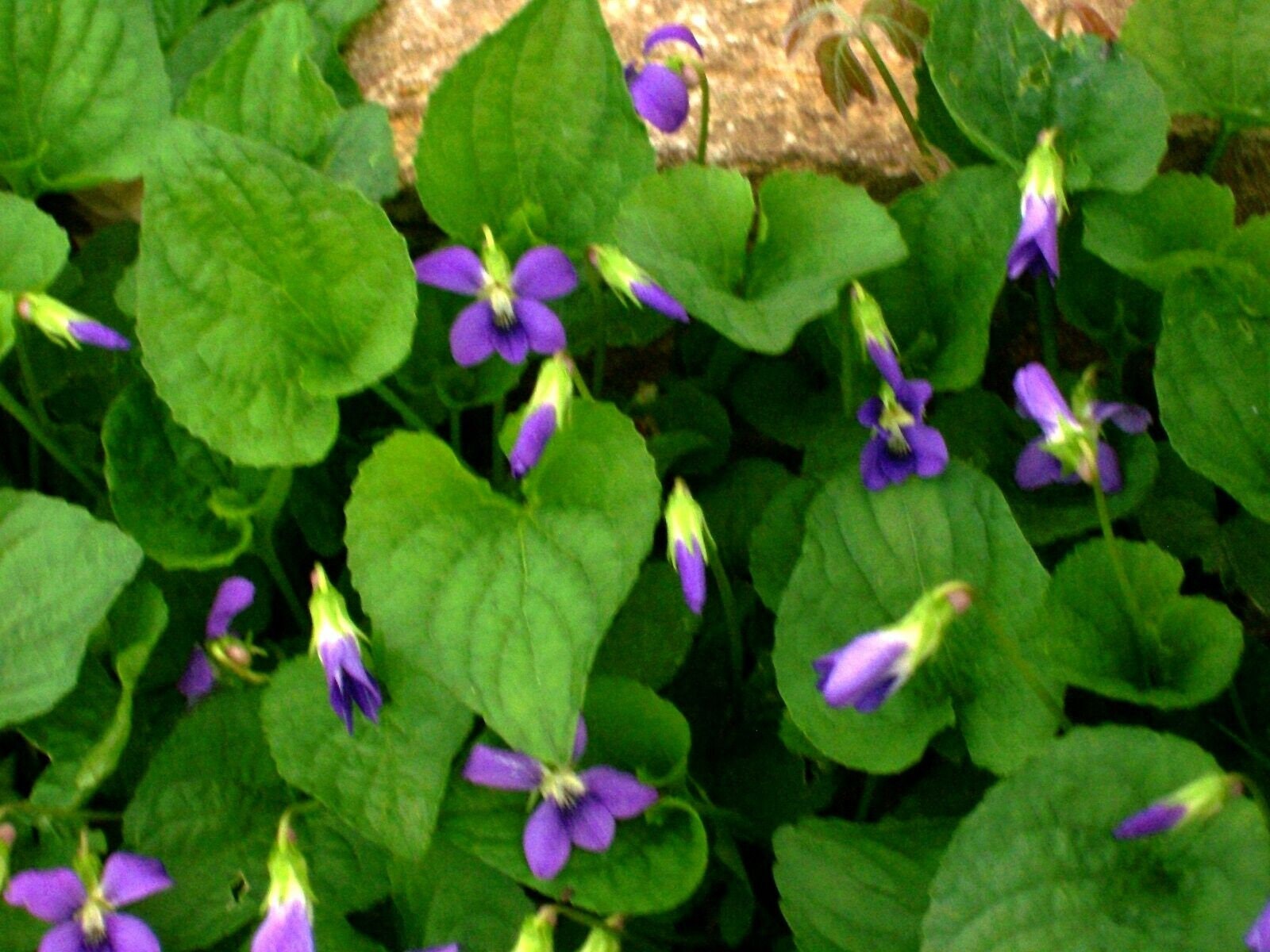 Sale off 12 Wild Blue Blue Violets Plants Etsy