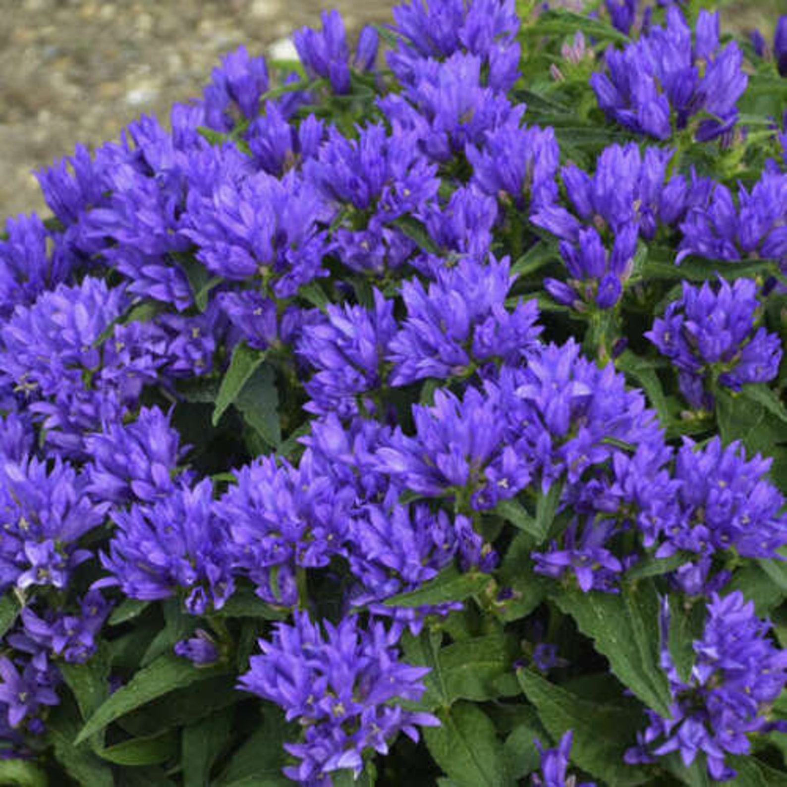 Campanula 'genti blue' bell flower. Perennial. Etsy