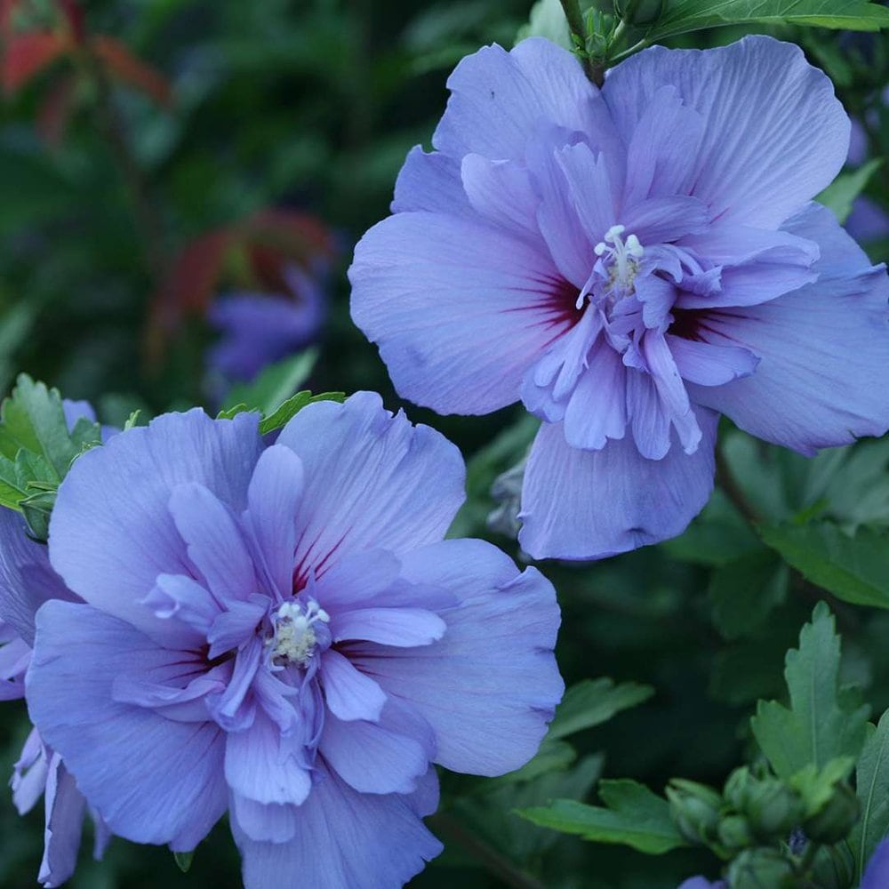 Blue Chiffon Rose Of Sharon Plant Live Plant Etsy 